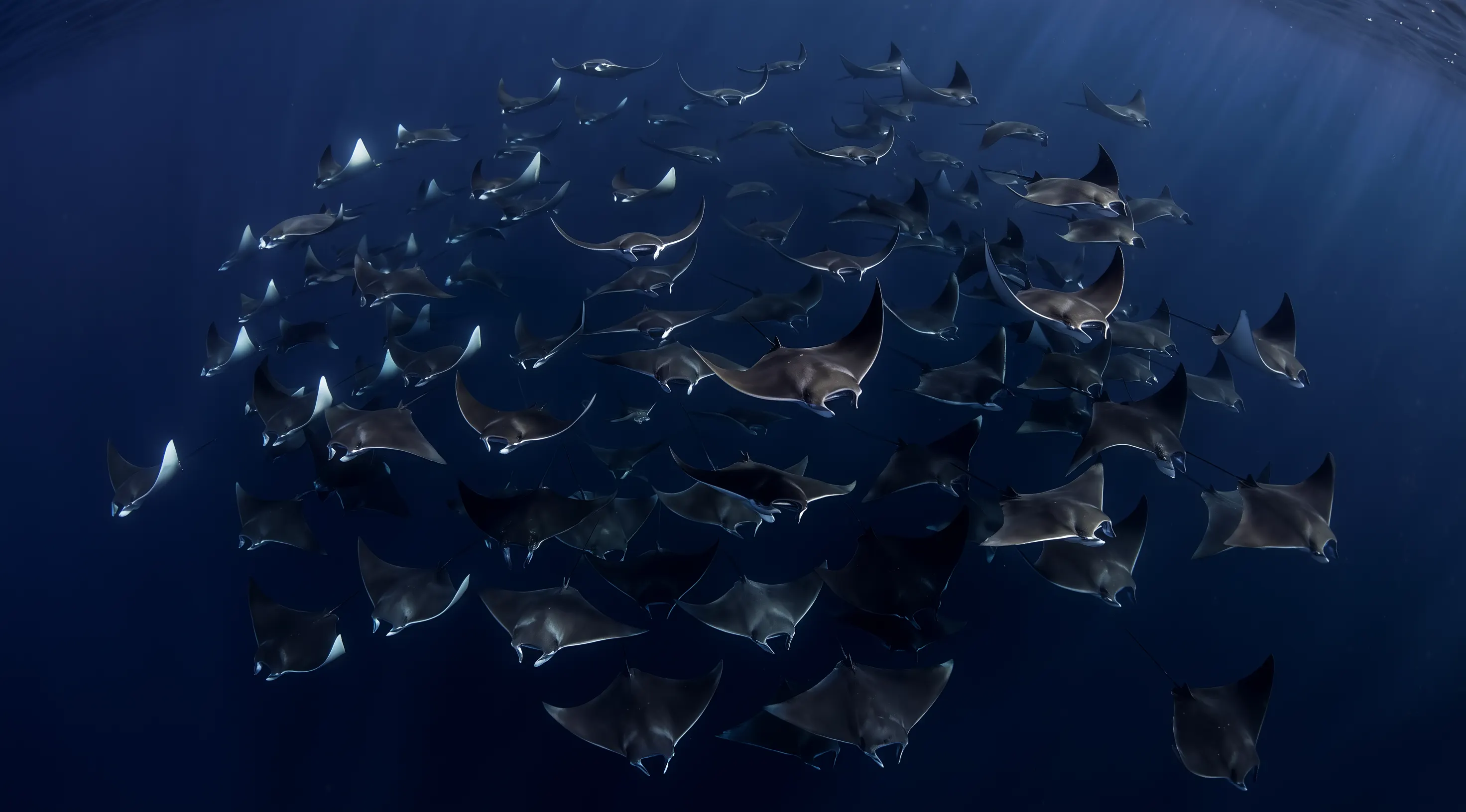 A large school of mobula rays gliding through deep blue open water